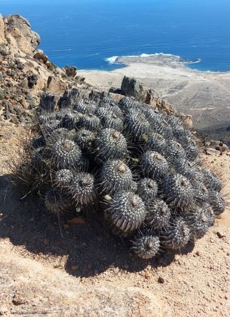  - Copiapoa Dealbata