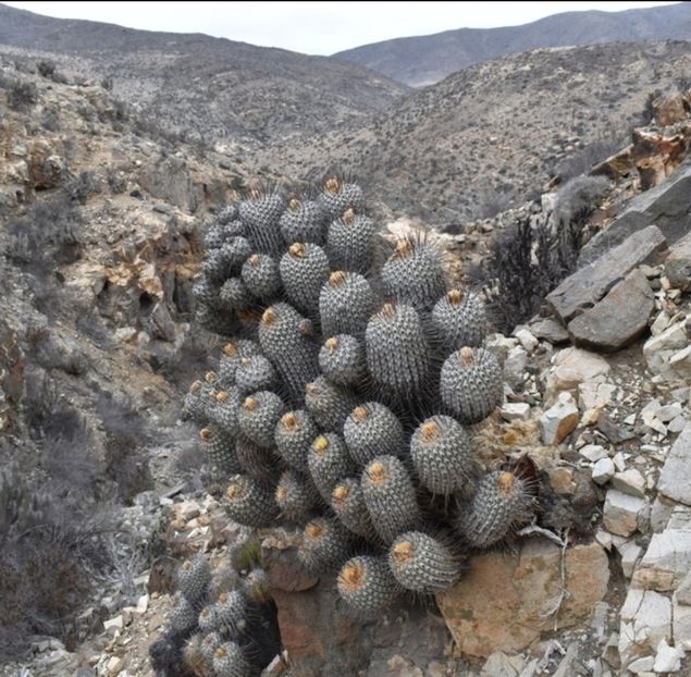  - Copiapoa Dealbata