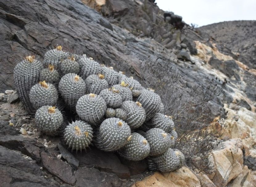  - Copiapoa Dealbata