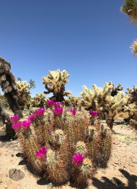  - Echinocereus Egelmannii