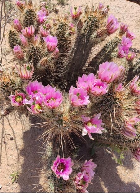 - Echinocereus Egelmannii