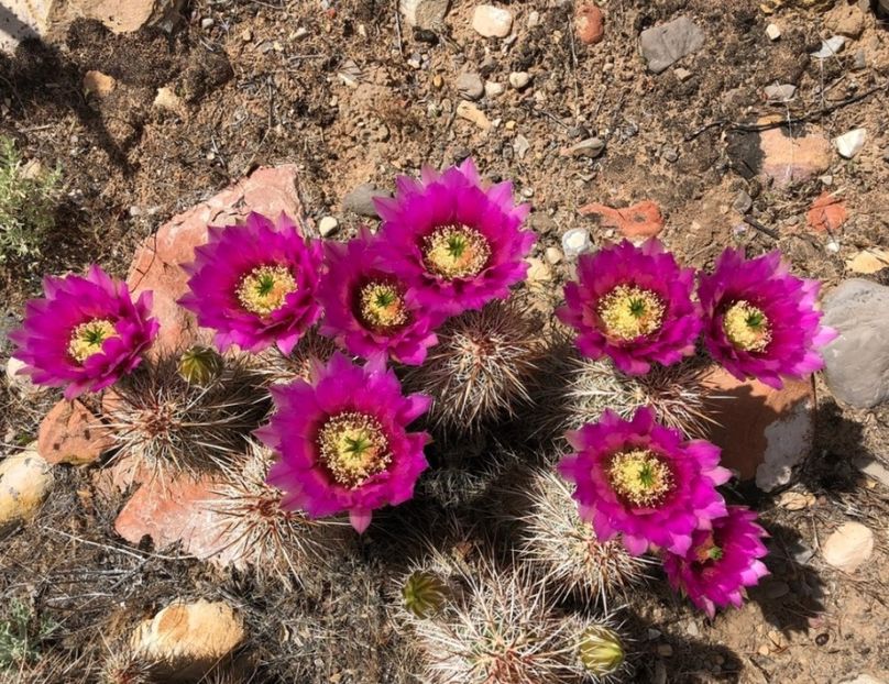  - Echinocereus Egelmannii
