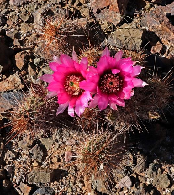  - Echinocereus Egelmannii