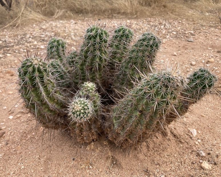  - Echinocereus Egelmannii