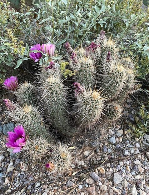  - Echinocereus Egelmannii
