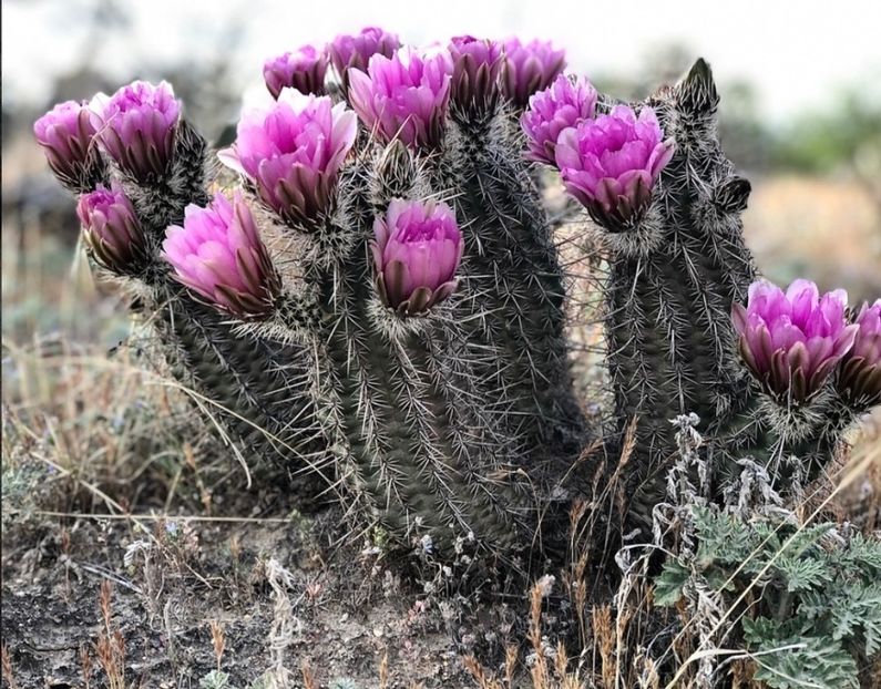  - Echinocereus Egelmannii