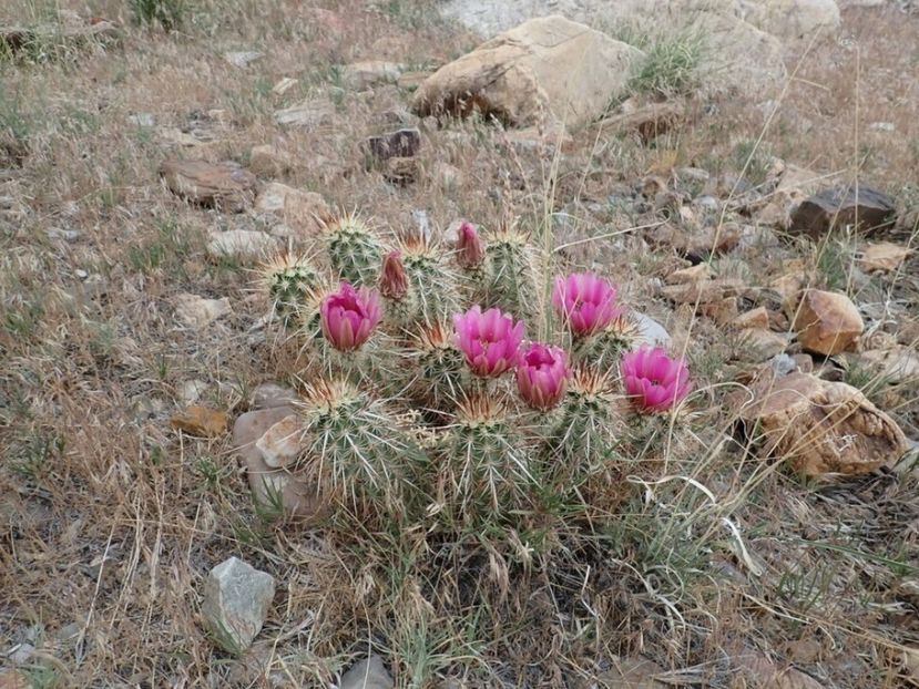  - Echinocereus Egelmannii