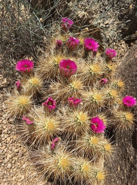  - Echinocereus Egelmannii