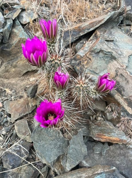  - Echinocereus Egelmannii