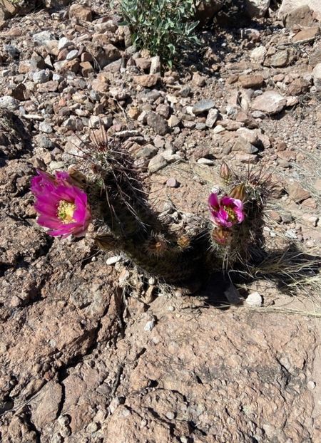  - Echinocereus Egelmannii