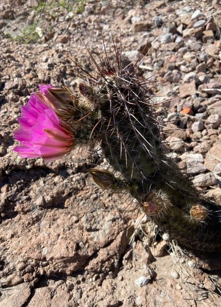  - Echinocereus Egelmannii