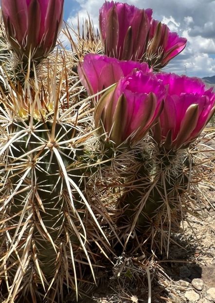  - Echinocereus Egelmannii