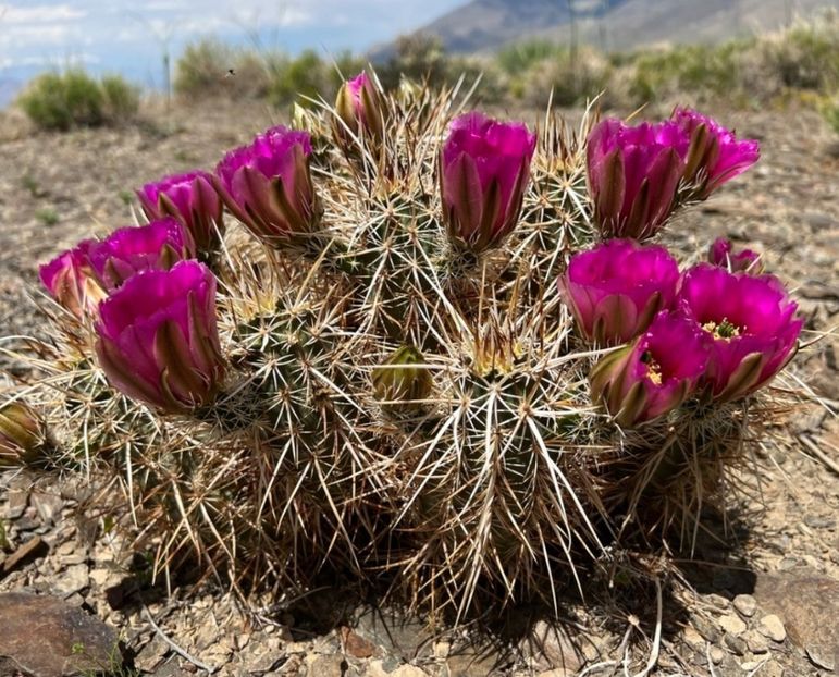  - Echinocereus Egelmannii