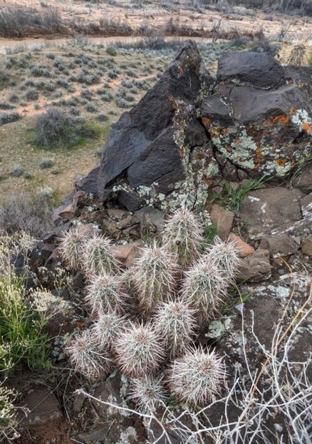 - Echinocereus Egelmannii