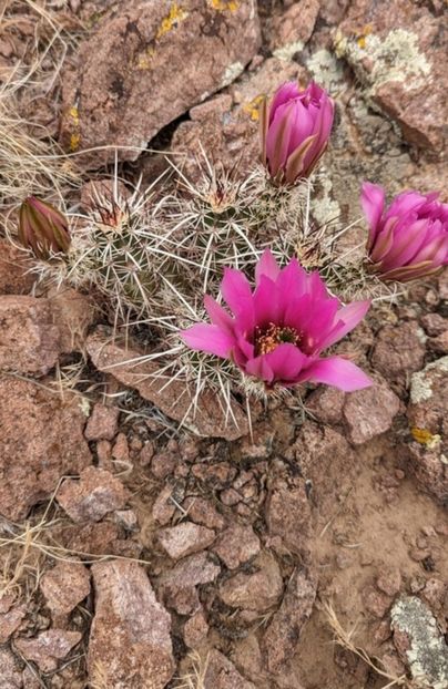  - Echinocereus Egelmannii