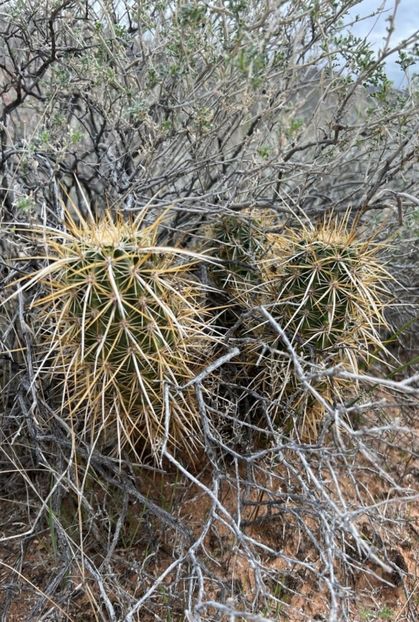  - Echinocereus Egelmannii