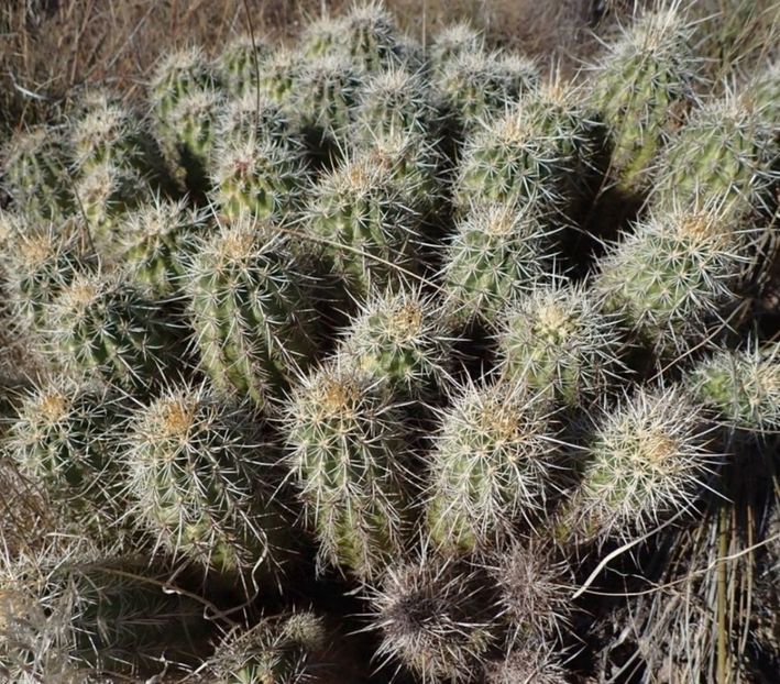  - Echinocereus Egelmannii