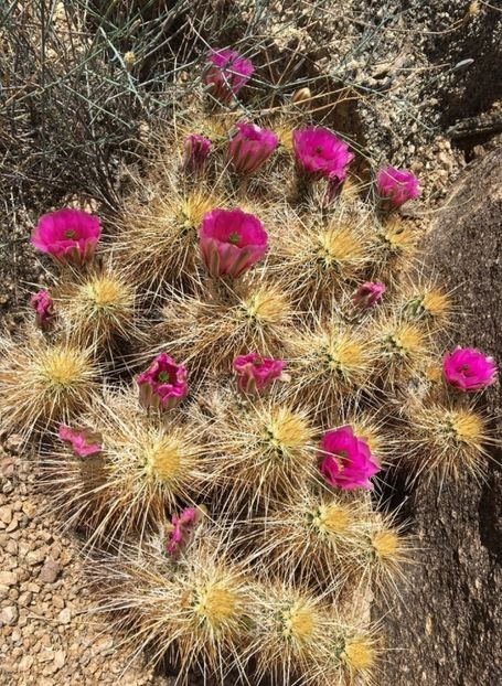  - Echinocereus Egelmannii