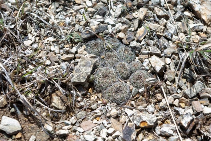  - Rebutia Oligacantha