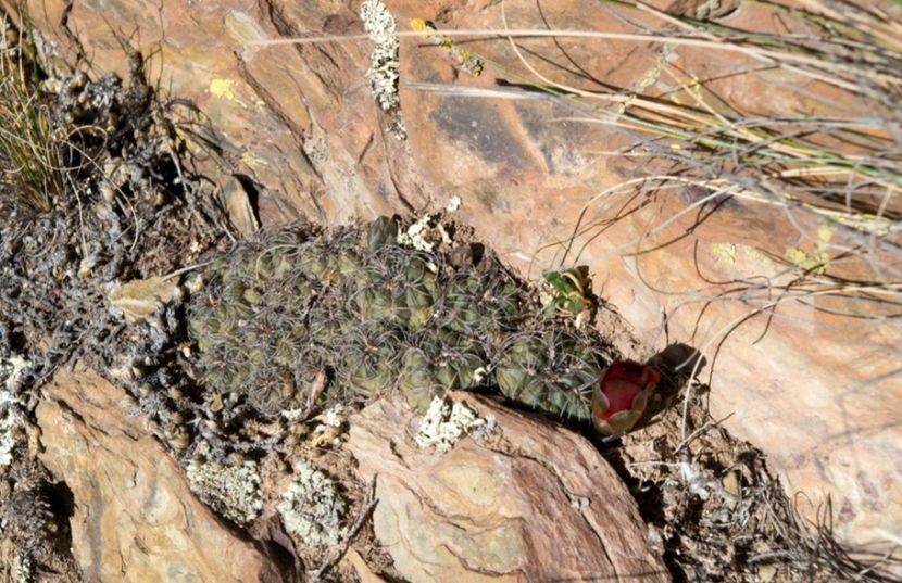  - Rebutia Oligacantha