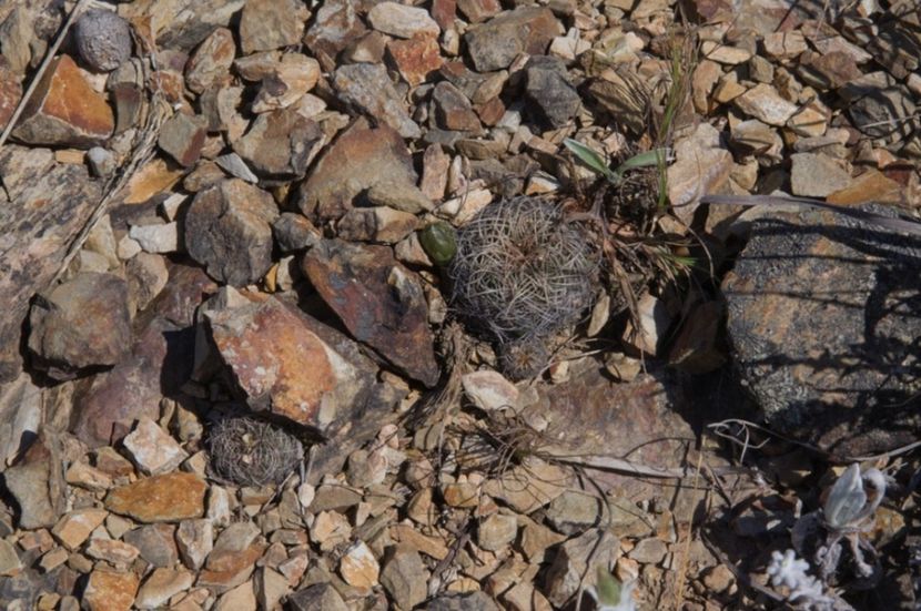  - Rebutia Oligacantha