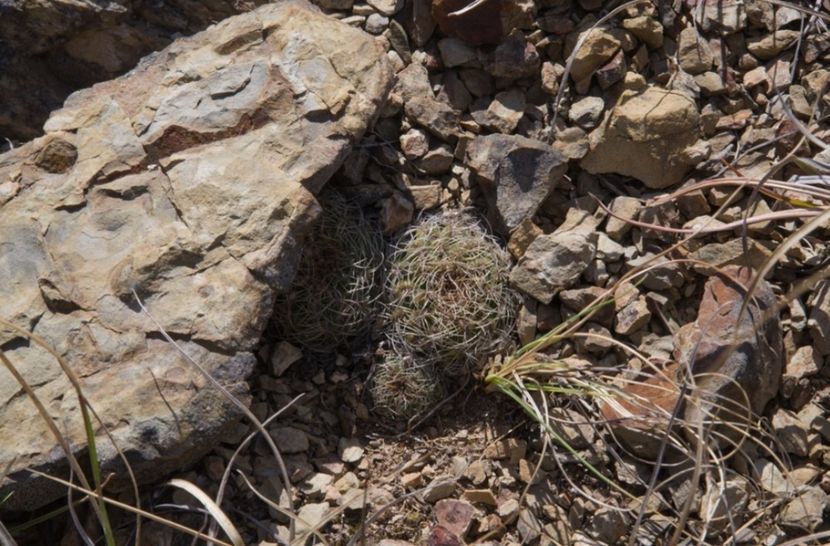  - Rebutia Oligacantha