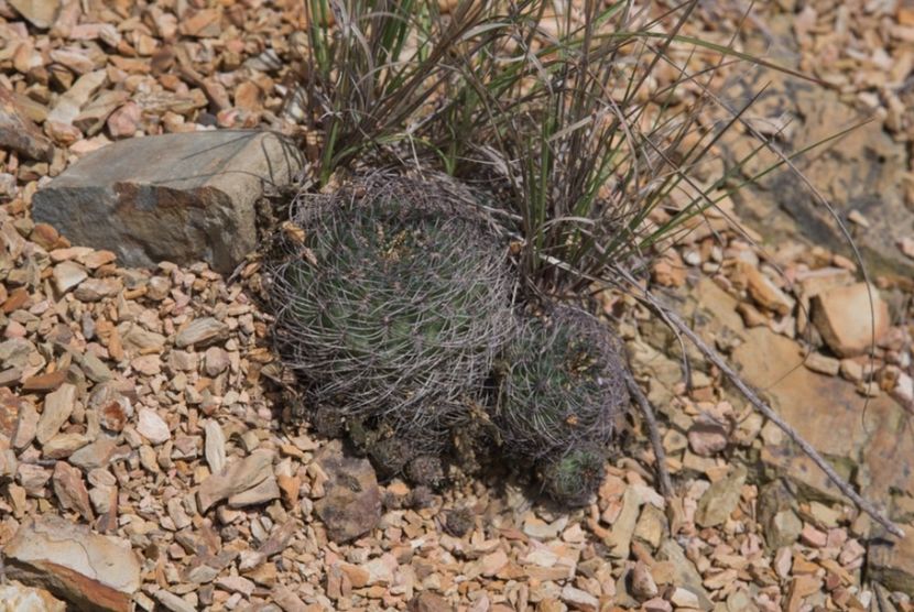  - Rebutia Oligacantha
