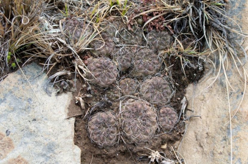  - Rebutia Oligacantha
