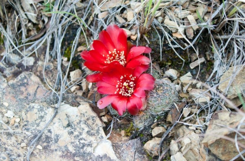  - Rebutia Oligacantha