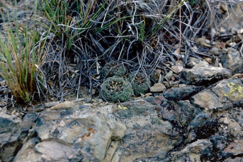  - Rebutia Oligacantha