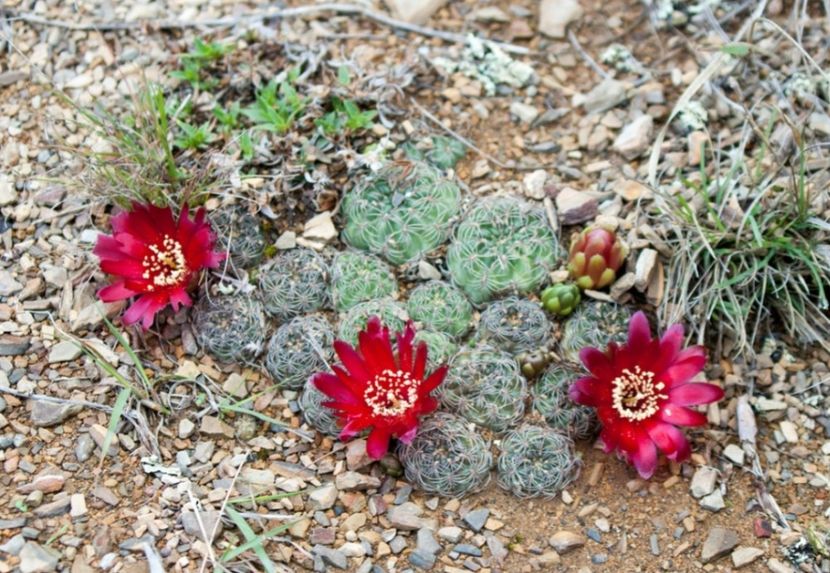 - Rebutia Oligacantha