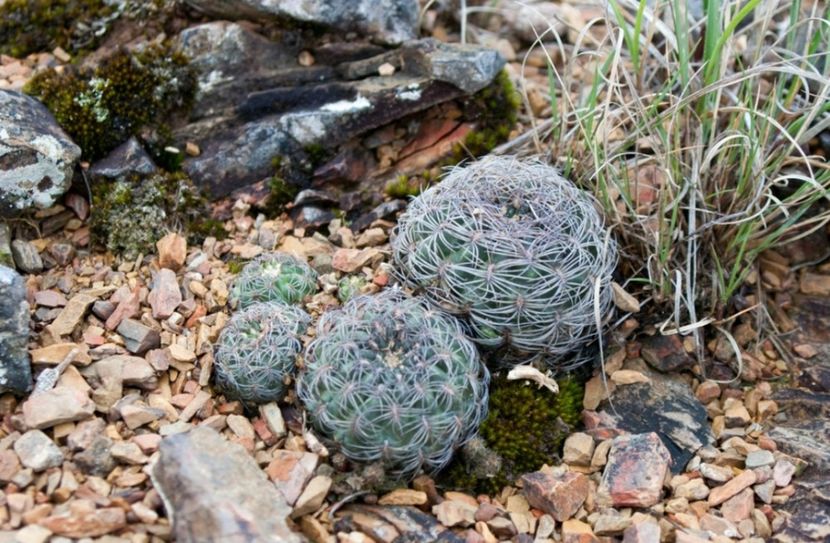  - Rebutia Oligacantha