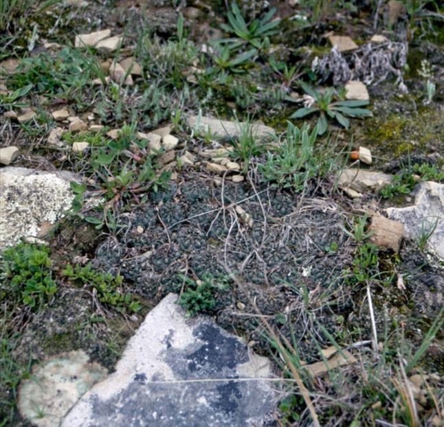  - Rebutia Oligacantha