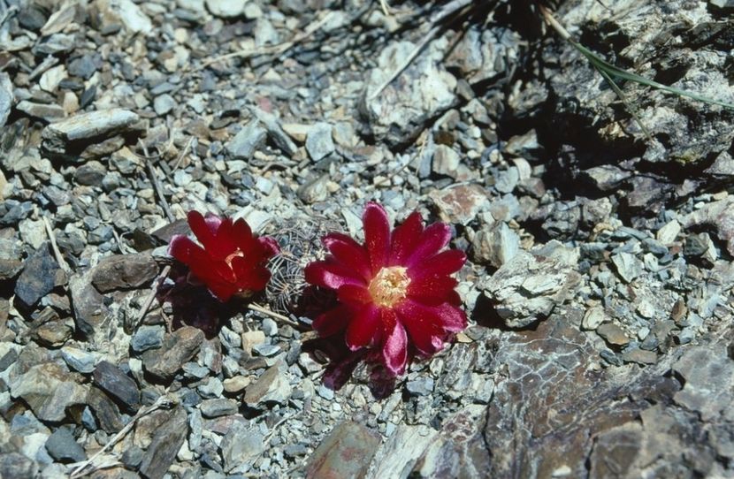  - Rebutia Oligacantha