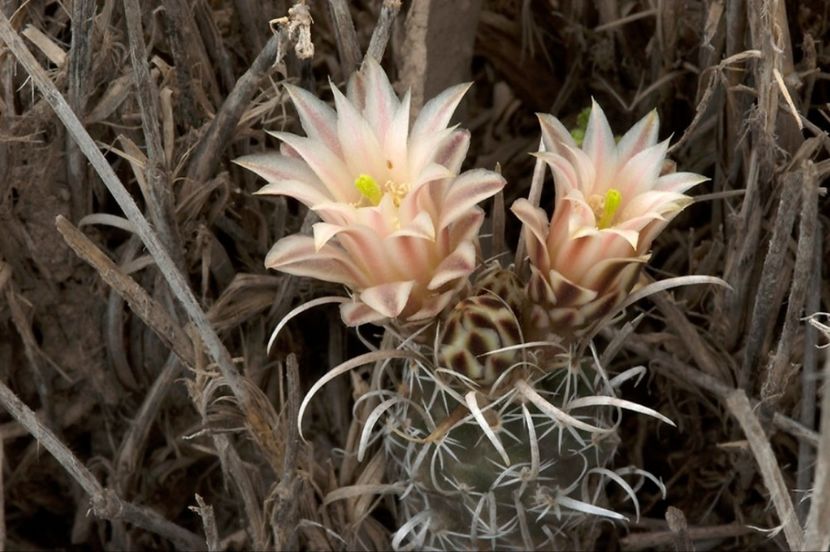  - Sclerocactus Papyracanthus