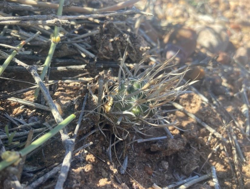  - Sclerocactus Papyracanthus