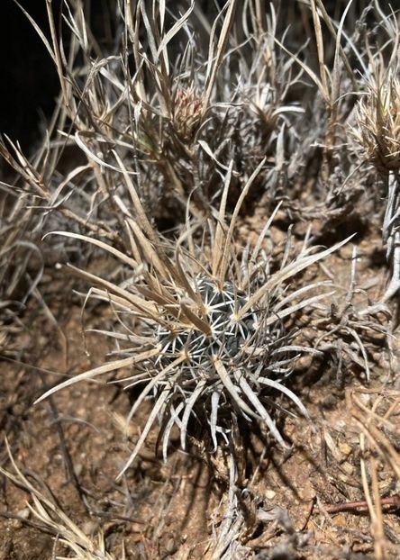 - Sclerocactus Papyracanthus