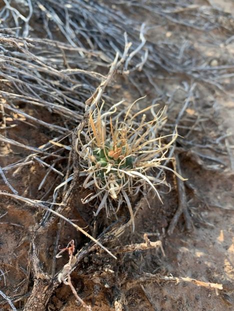 - Sclerocactus Papyracanthus
