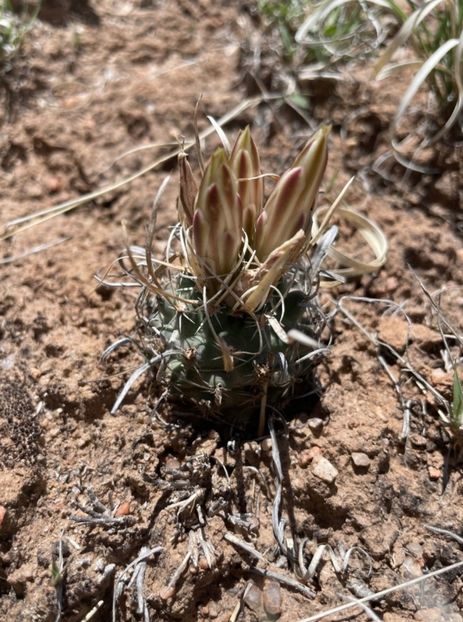 - Sclerocactus Papyracanthus