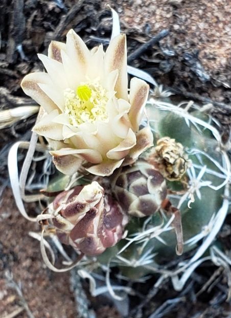  - Sclerocactus Papyracanthus