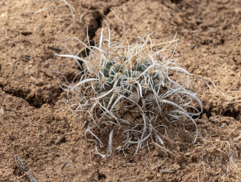  - Sclerocactus Papyracanthus