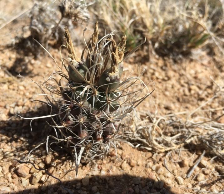 - Sclerocactus Papyracanthus