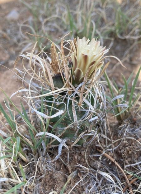  - Sclerocactus Papyracanthus
