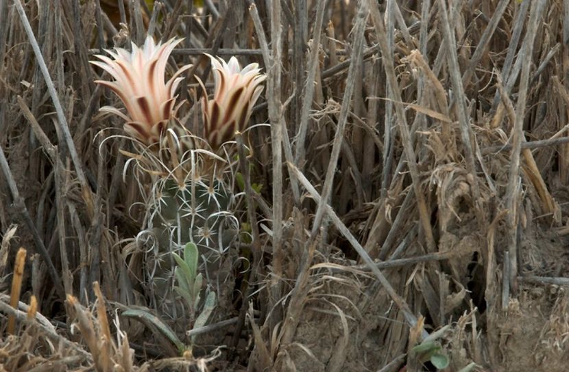  - Sclerocactus Papyracanthus
