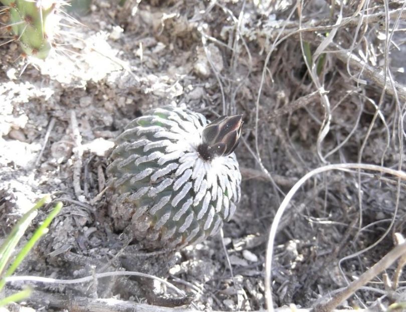  - Turbinicarpus Pseudopectinatus