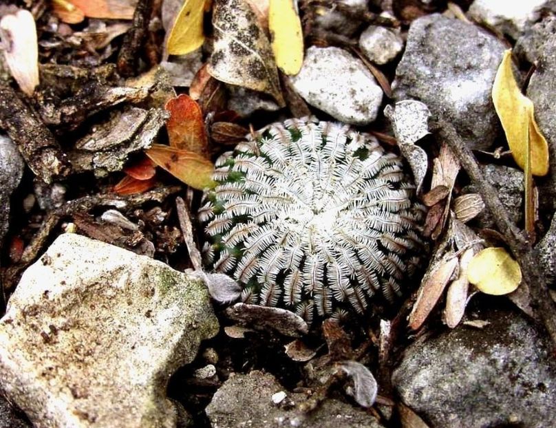  - Turbinicarpus Pseudopectinatus