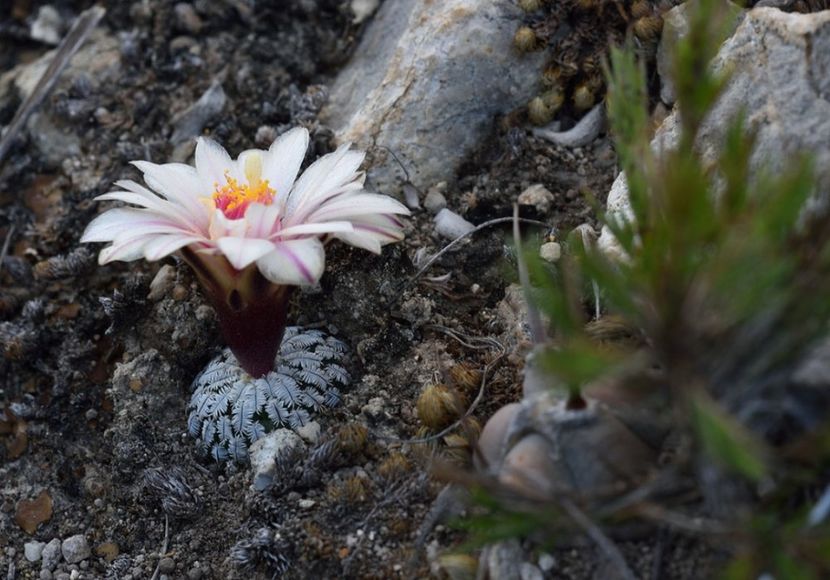  - Turbinicarpus Pseudopectinatus