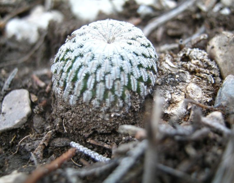  - Turbinicarpus Pseudopectinatus