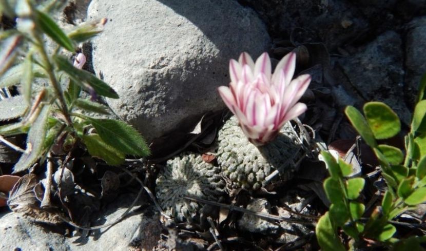  - Turbinicarpus Pseudopectinatus