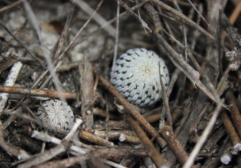  - Turbinicarpus Pseudopectinatus